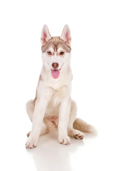 Husky — Stockfoto