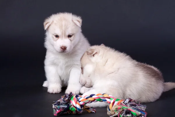 Cachorro recién nacido —  Fotos de Stock