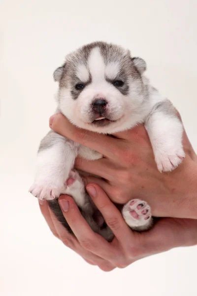 生まれたての子犬 — ストック写真