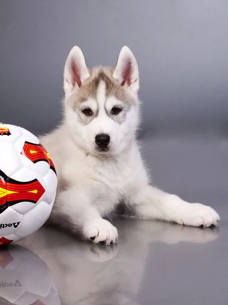 Cachorro recién nacido — Foto de Stock