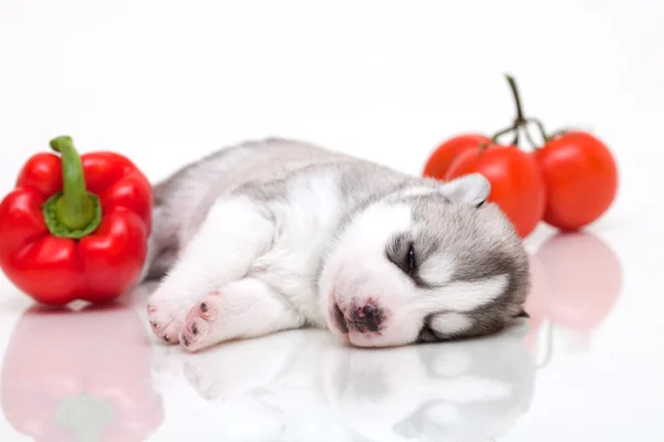 Cucciolo appena nato — Foto Stock