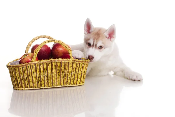 Cachorro recém-nascido — Fotografia de Stock