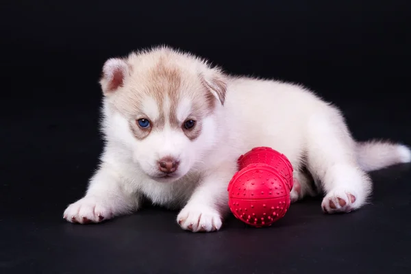 Cachorro recién nacido —  Fotos de Stock