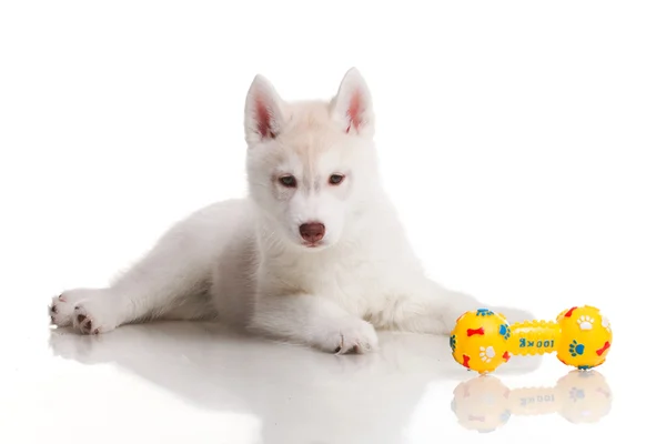 Newborn puppy — Stock Photo, Image