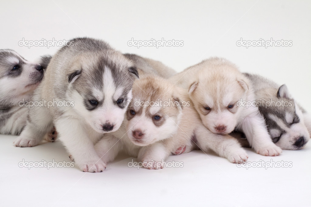 newborn husky puppies