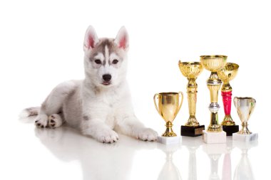 Yeni doğmuş Sibirya Husky köpeği