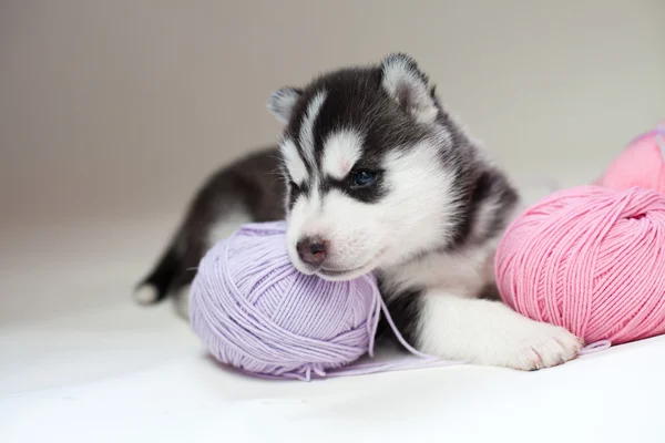 Husky — Stock Photo, Image