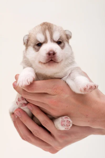Маленький щенок сибирской хаски — стоковое фото