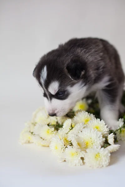 Husky — Stock Fotó