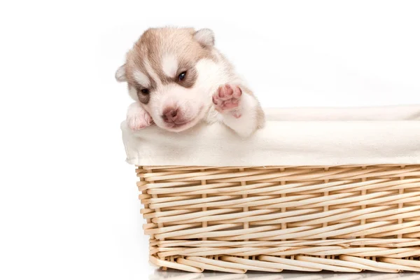 Cucciolo appena nato — Foto Stock