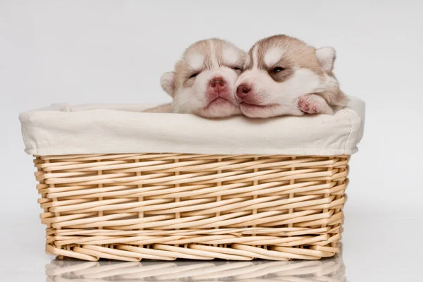Newborn puppy — Stock Photo, Image