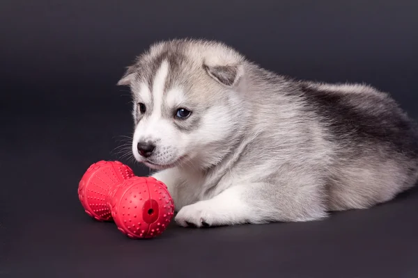 A szibériai husky kiskutya — Stock Fotó