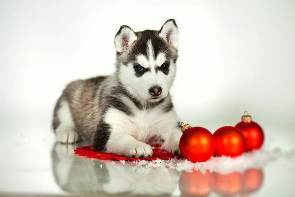 Husky — Stock fotografie