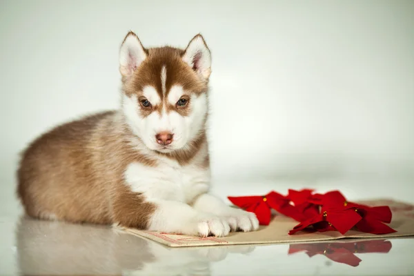 Husky — Stock fotografie