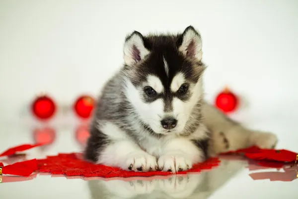 Husky — Stock fotografie