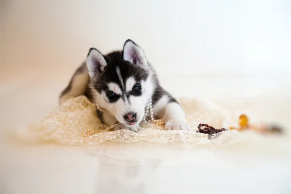 Husky — Stock fotografie