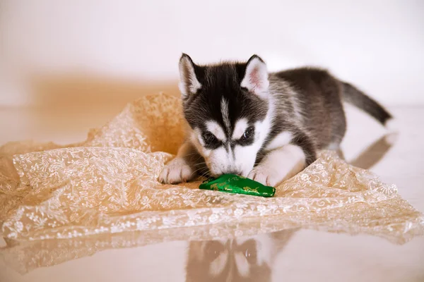 Husky. —  Fotos de Stock