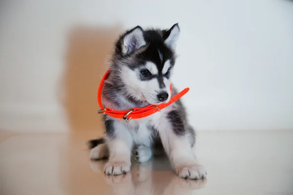 Husky ! — Photo