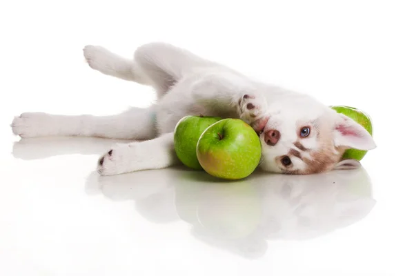 Cachorro recém-nascido — Fotografia de Stock