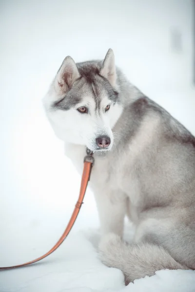 Husky — стокове фото