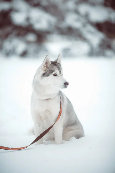 Husky — Stockfoto