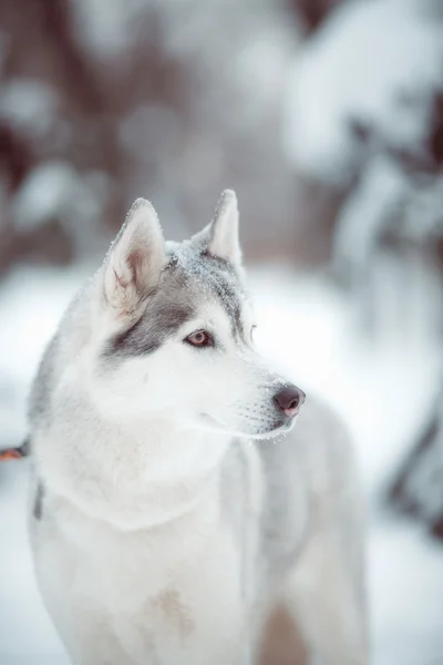 Husky — стокове фото