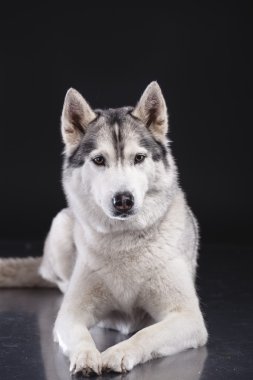 Siberian dış yapraklar