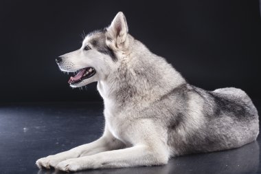 Siberian dış yapraklar