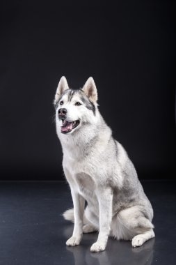 Siberian dış yapraklar
