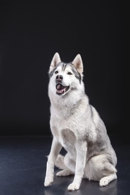 Siberian dış yapraklar