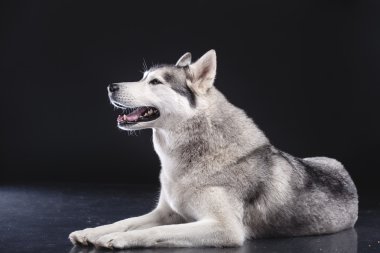 Siberian dış yapraklar