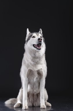 Siberian dış yapraklar