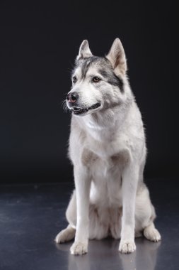 Siberian dış yapraklar