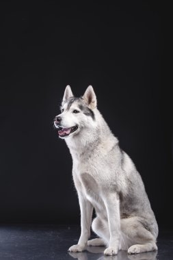 Siberian dış yapraklar
