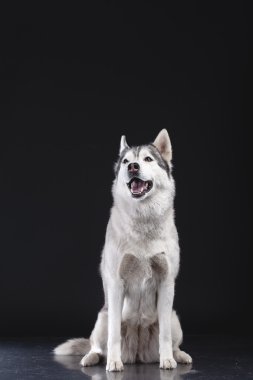 Siberian dış yapraklar