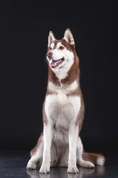 Σιβηρία σκύλος χάσκεϋ — Φωτογραφία Αρχείου