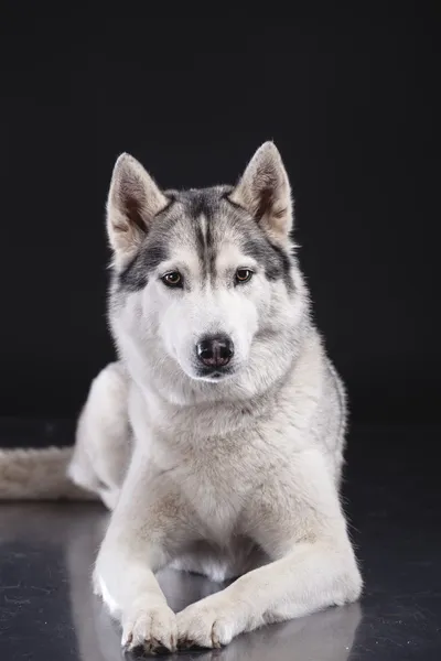 Sibiřský husky — Stock fotografie