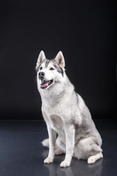 Szibériai husky — Stock Fotó