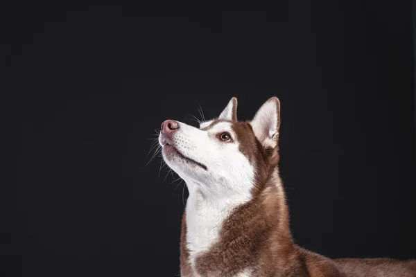 Siberian husky — Stockfoto