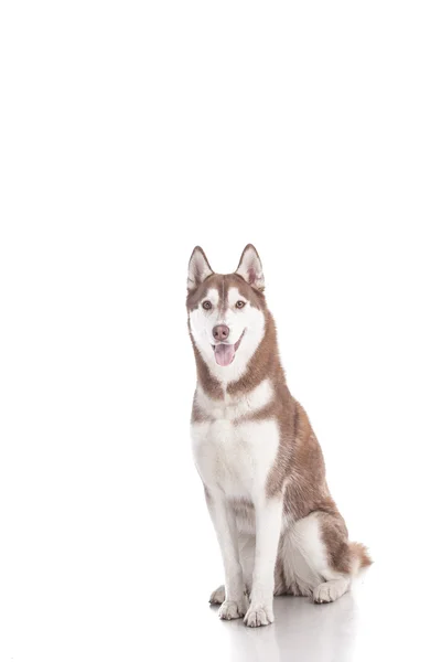 Siberian husky — Zdjęcie stockowe