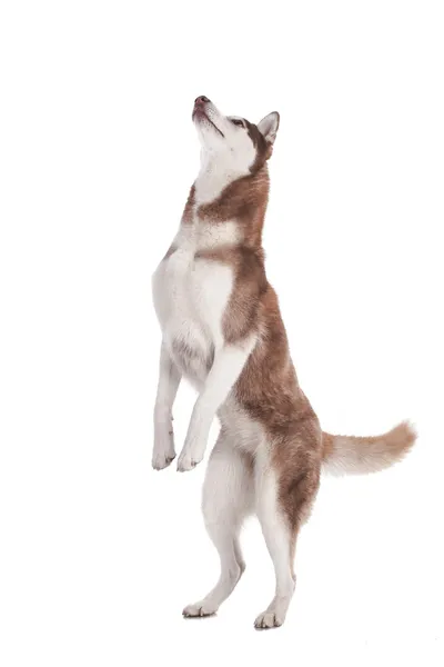 Sibirischer Husky — Stockfoto