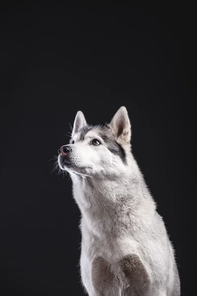 Husky siberiano — Foto Stock