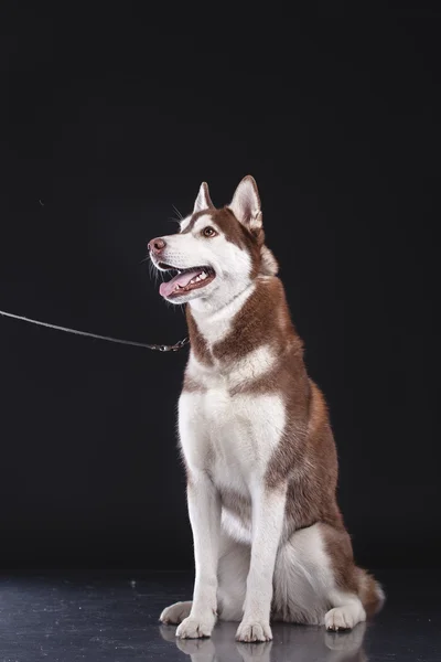 Husky siberiano — Foto Stock