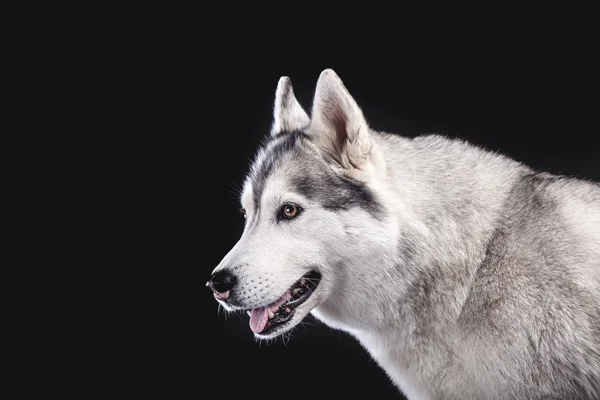 Szibériai husky — Stock Fotó