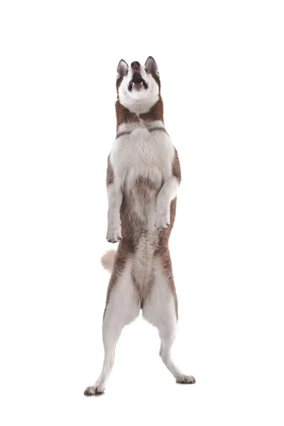 Sibirischer Husky — Stockfoto