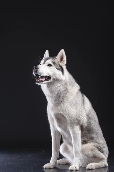 Siberian husky — Stockfoto