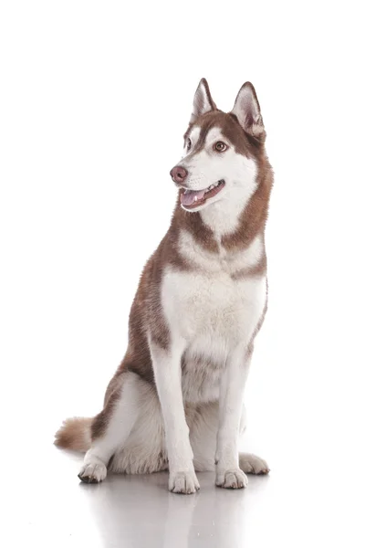 Siberische husky — Stockfoto