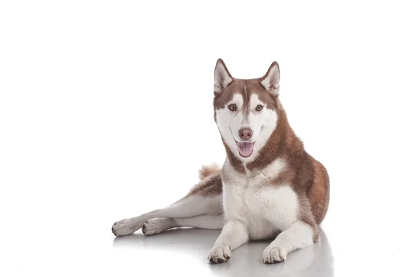 Siberian husky — Zdjęcie stockowe