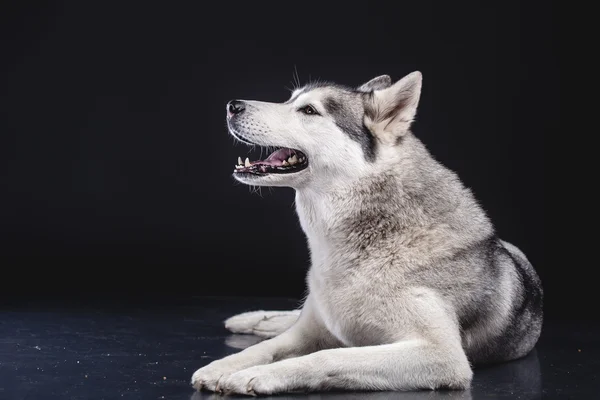 Siberische husky — Stockfoto