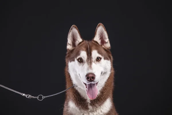 Szibériai husky — Stock Fotó